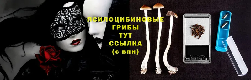 купить закладку  Устюжна  Псилоцибиновые грибы Magic Shrooms 